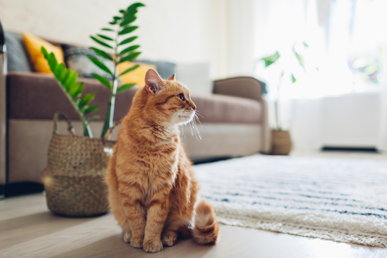 Comment préparer votre chat au déconfinement et à votre absence