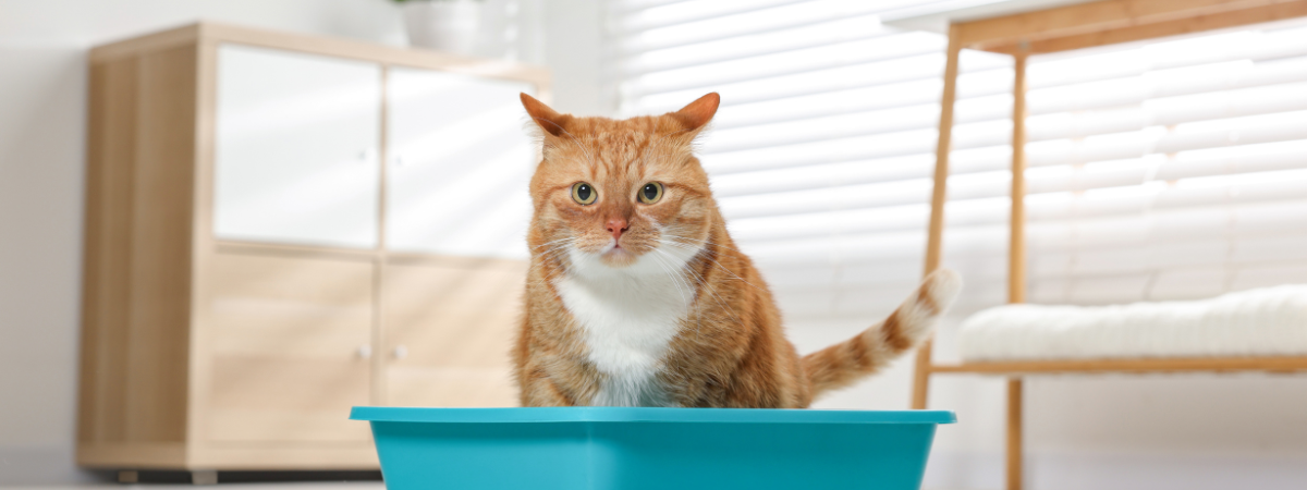 How Often Do Cats Use the Litter Box: Essential Insights Revealed
